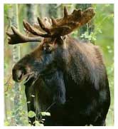 moose