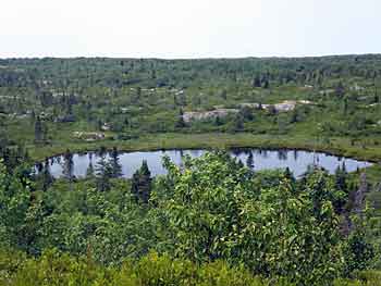 The Bluff Trail