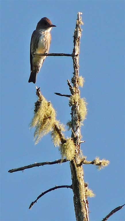 flycatcher