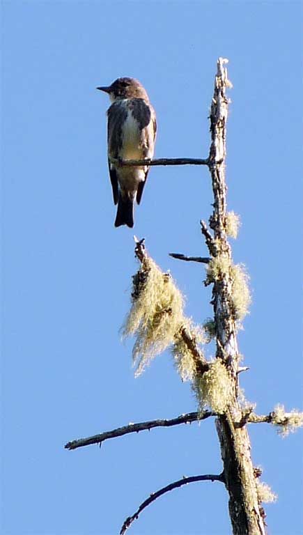 flycatcher